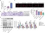 ANP Antibody in Western Blot (WB)