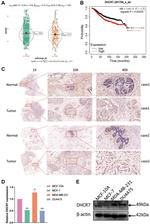DHCR7 Antibody in Western Blot (WB)