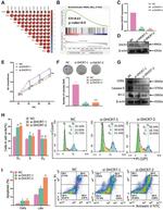 DHCR7 Antibody in Western Blot (WB)
