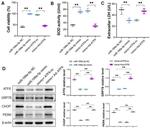 CHOP Antibody in Western Blot (WB)