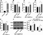 ACSL4 Antibody in Western Blot (WB)