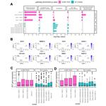 CLEC14A Antibody in Flow Cytometry (Flow)