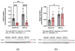 SEPP1 Antibody in Western Blot (WB)