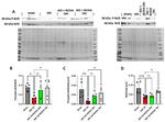 Phospho-Nrf2 (Ser40) Antibody in Western Blot (WB)