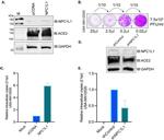 ACE2 Antibody in Western Blot (WB)
