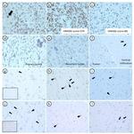 HMGB2 Antibody in Immunohistochemistry (IHC)