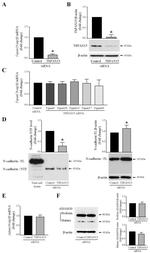 TSPAN15 Antibody in Western Blot (WB)