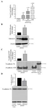 TSPAN15 Antibody in Western Blot (WB)