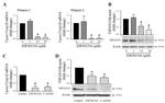 TSPAN15 Antibody in Western Blot (WB)