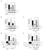 TSPAN15 Antibody in Western Blot (WB)