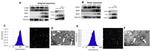 TSG101 Antibody in Western Blot (WB)