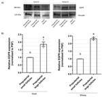 EGFR Antibody in Western Blot (WB)