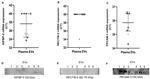 Nectin 2 Antibody in Western Blot (WB)