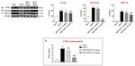 CCR1 Antibody in Western Blot (WB)