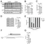 Ataxin 7 Antibody in Western Blot (WB)
