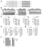 Ataxin 7 Antibody in Western Blot (WB)