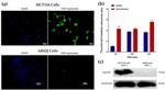 FAP Antibody in Western Blot (WB)