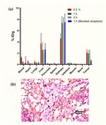 FAP Antibody in Immunohistochemistry (IHC)