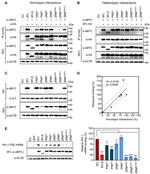 c-Myc Antibody in Western Blot (WB)