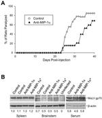 CCL3 Antibody in Neutralization (Neu)