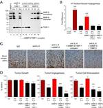 IL-8 (CXCL8) Antibody in Neutralization (Neu)