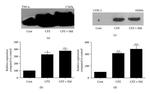 TNF alpha Antibody in Western Blot (WB)