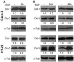 Claudin 3 Antibody in Western Blot (WB)