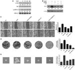 Claudin 3 Antibody in Western Blot (WB)
