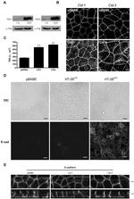 Claudin 3 Antibody in Western Blot (WB)