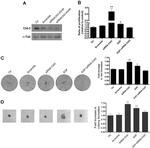 Claudin 3 Antibody in Western Blot (WB)