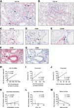 MIP-4 Antibody in Immunohistochemistry (IHC)