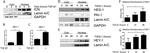 PAI1 Antibody in Western Blot (WB)