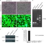 IL-21 Antibody in Western Blot (WB)