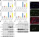 MCP-1 Antibody in Western Blot (WB)