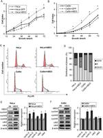 beta-3 Defensin Antibody in Western Blot (WB)