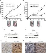 beta-3 Defensin Antibody in Western Blot (WB)