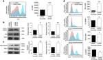 PAI1 Antibody in Western Blot (WB)