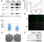 SV40 T-Antigen Monoclonal Antibody (PAb416)
