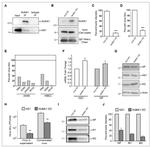 Influenza A M2 Antibody in Western Blot (WB)