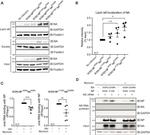 Influenza A H1N1 NA Antibody in Western Blot (WB)