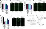 Dengue Virus Type 2 NS3 Antibody in Western Blot (WB)