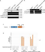 HPV Type 16/18 E6 Antibody in Western Blot (WB)