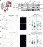 HSP60 Antibody in Western Blot (WB)