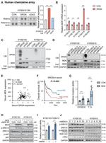 Midkine Antibody in Western Blot (WB)