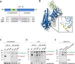 SARS Coronavirus Spike Protein Antibody in Western Blot (WB)