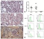 HAS1 Antibody in Immunohistochemistry (IHC)