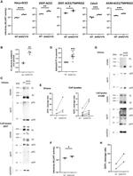SARS Coronavirus Spike Protein Antibody in Western Blot (WB)