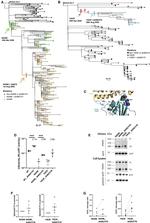SARS Coronavirus Spike Protein Antibody in Western Blot (WB)
