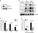 Influenza A H1N1 HA Antibody in Western Blot (WB)