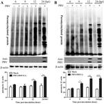 Pseudorabies Virus Antibody in Western Blot (WB)